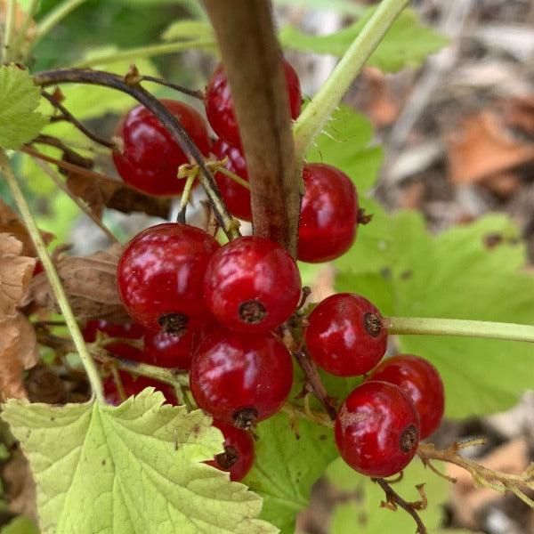 Cherry Red Currant Cutting - Dingdong's Garden