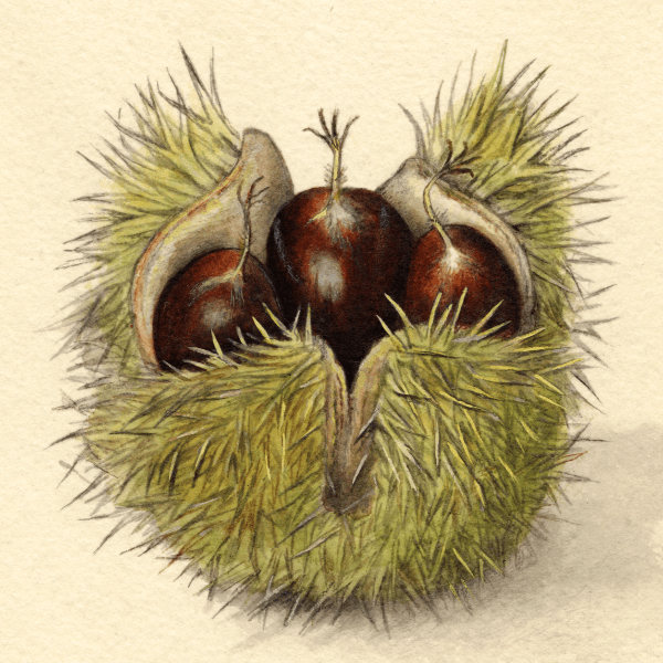 Chestnuts Chestnut 4x6 Decorative Card - Dingdong's Garden