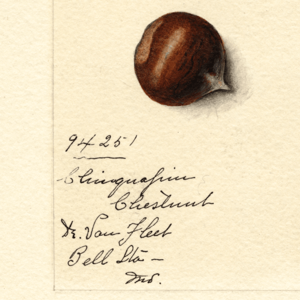 Chestnuts Chestnut 4x6 Decorative Card - Dingdong's Garden