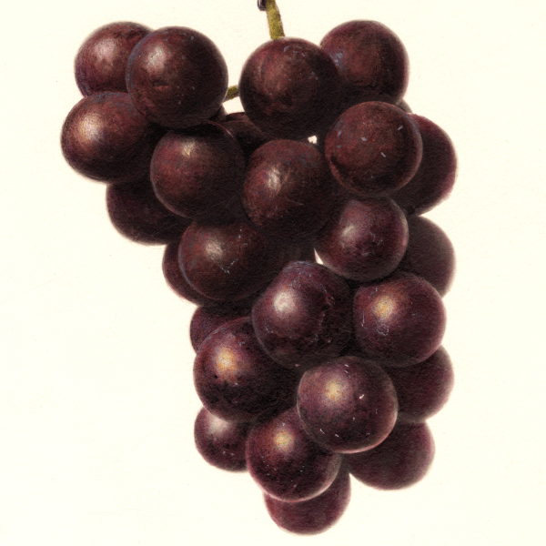 Chicago Grape 4x6 Decorative Card - Dingdong's Garden