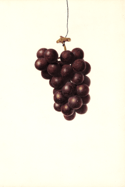 Chicago Grape 4x6 Decorative Card - Dingdong's Garden