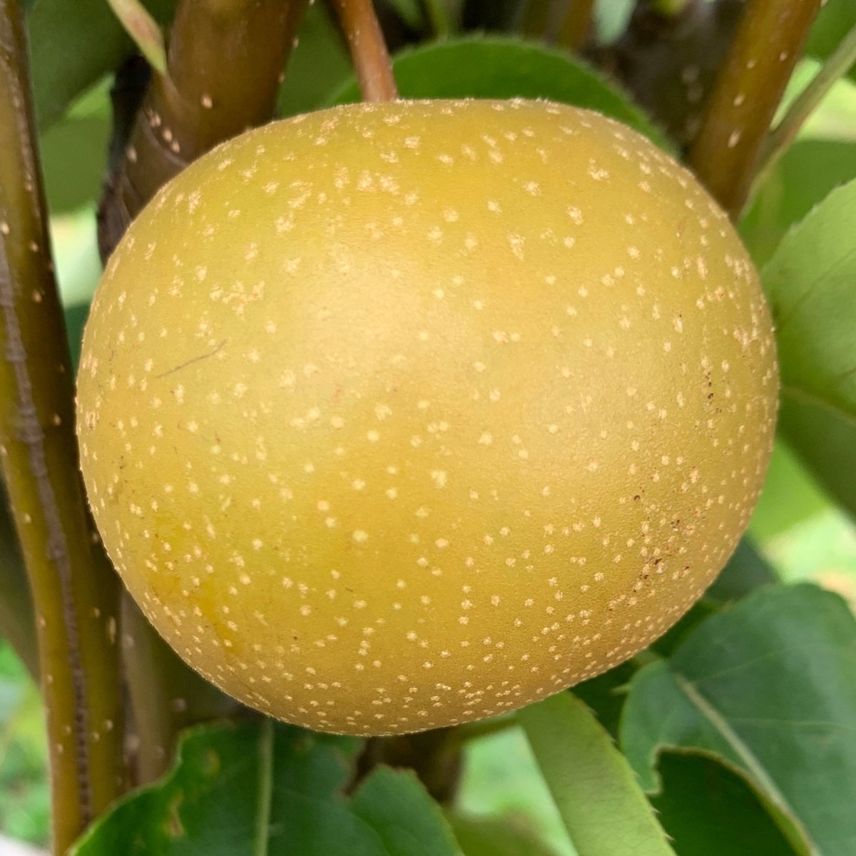 Chojuro Asian Pear Scionwood - Dingdong's Garden