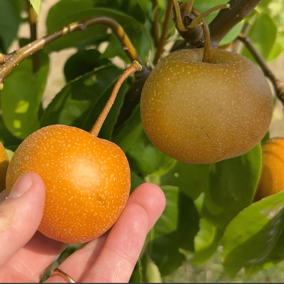 Chojuro Asian Pear Scionwood - Dingdong's Garden