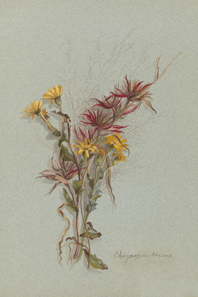 Chrysopsis mariana (Maryland Golden - Aster) Wildflower 4x6 Decorative Card - Dingdong's Garden