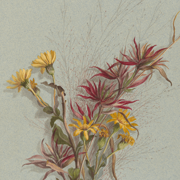 Chrysopsis mariana (Maryland Golden - Aster) Wildflower 4x6 Decorative Card - Dingdong's Garden