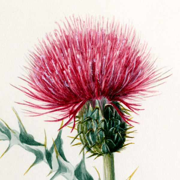 Cirsium arizonica (Thistle) Wildflower 4x6 Decorative Card - Dingdong's Garden