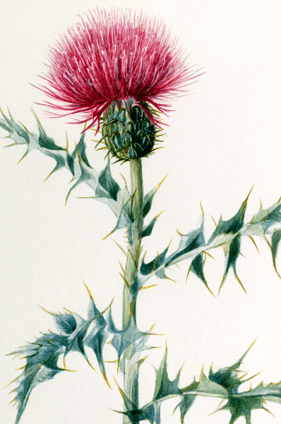 Cirsium arizonica (Thistle) Wildflower 4x6 Decorative Card - Dingdong's Garden