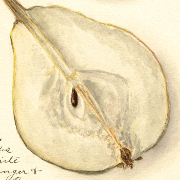 Clapps Favorite Pear 4x6 Decorative Card - Dingdong's Garden