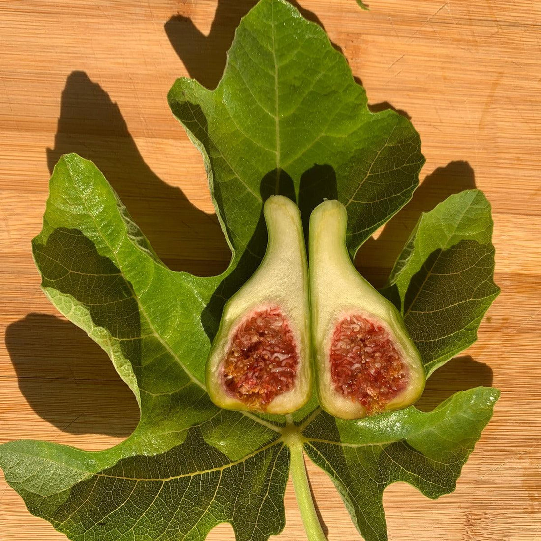 Col de Dame Blanc Fig Cutting – Dingdong's Garden