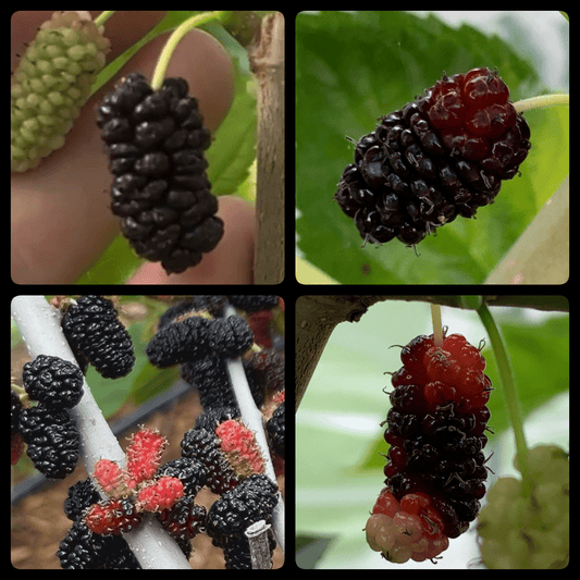 Colder Hardy Mulberry Collection - Kip Parker, Italian, Galicija, Illinois Everbearing - 4pc - Dingdong's Garden