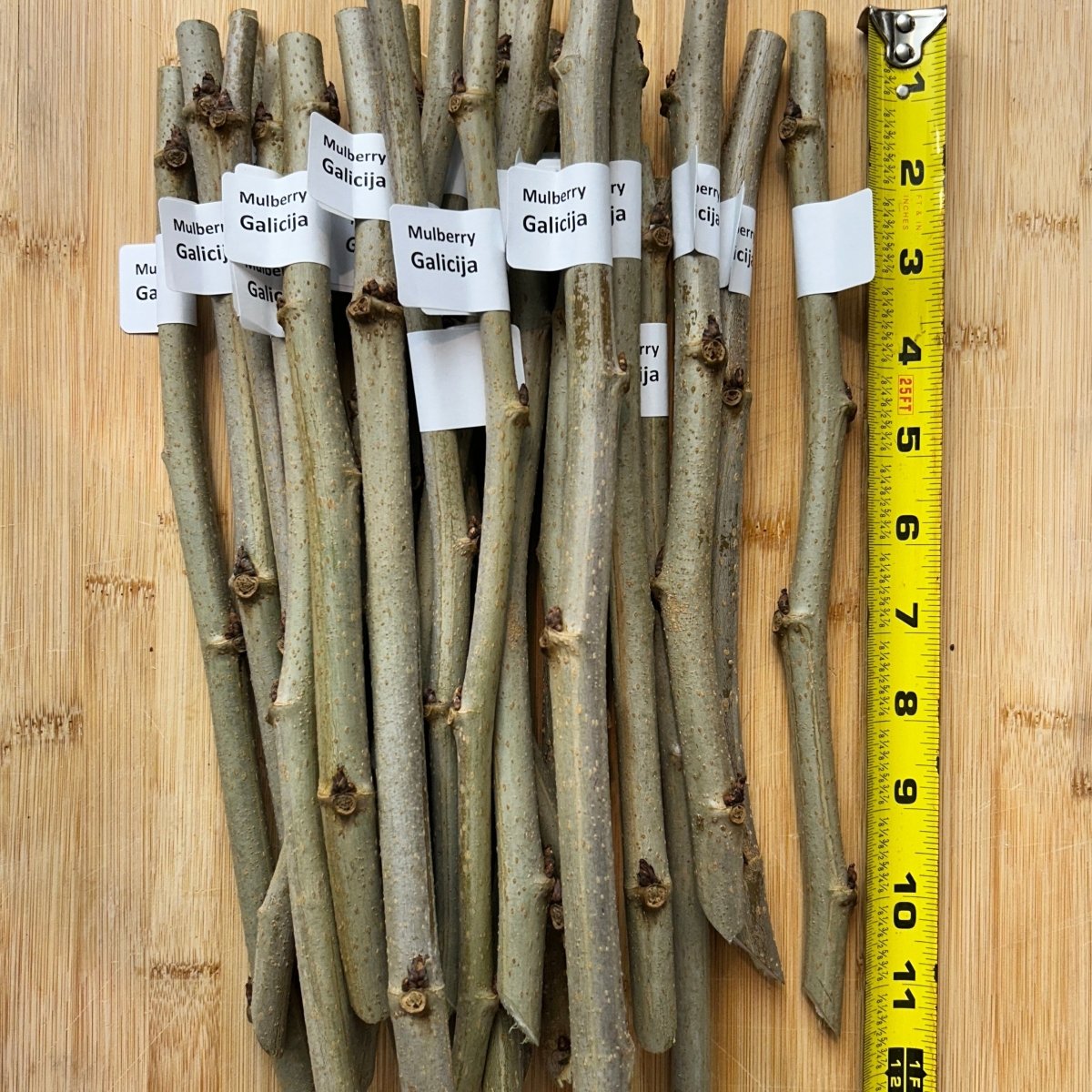 Colder Hardy Mulberry Collection - Kip Parker, Italian, Galicija, Illinois Everbearing - 4pc - Dingdong's Garden