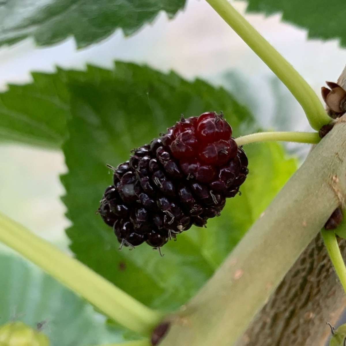 Colder Hardy Mulberry Collection - Kip Parker, Italian, Galicija, Illinois Everbearing - 4pc - Dingdong's Garden