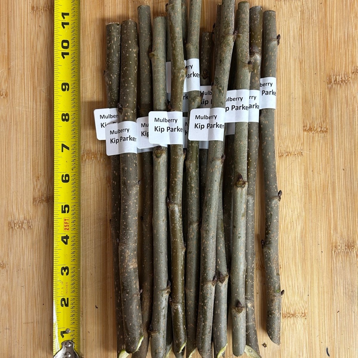Colder Hardy Mulberry Collection - Kip Parker, Italian, Galicija, Illinois Everbearing - 4pc - Dingdong's Garden