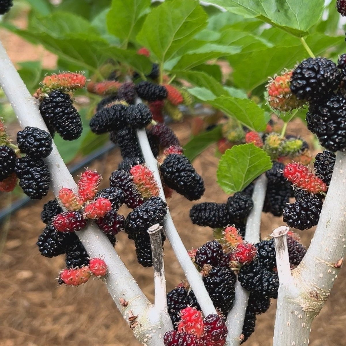 Colder Hardy Mulberry Collection - Kip Parker, Italian, Galicija, Illinois Everbearing - 4pc - Dingdong's Garden