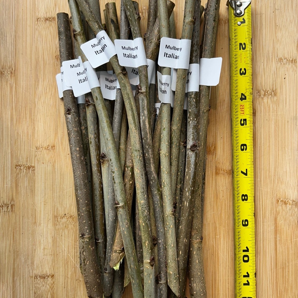 Colder Hardy Mulberry Collection - Kip Parker, Italian, Galicija, Illinois Everbearing - 4pc - Dingdong's Garden