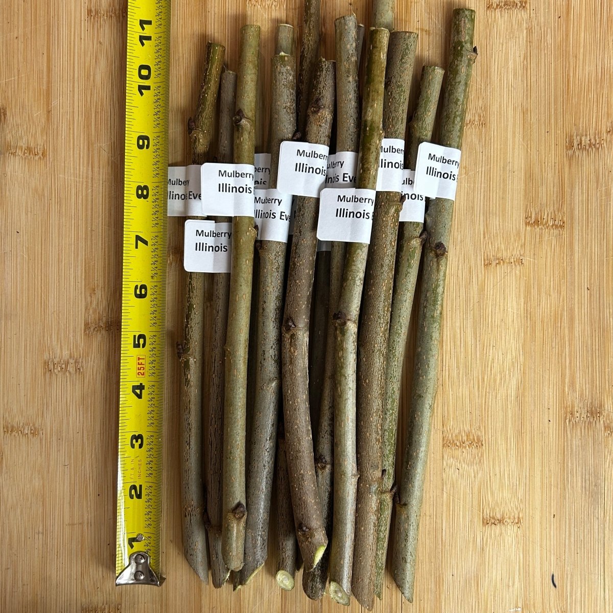 Colder Hardy Mulberry Collection - Kip Parker, Italian, Galicija, Illinois Everbearing - 4pc - Dingdong's Garden