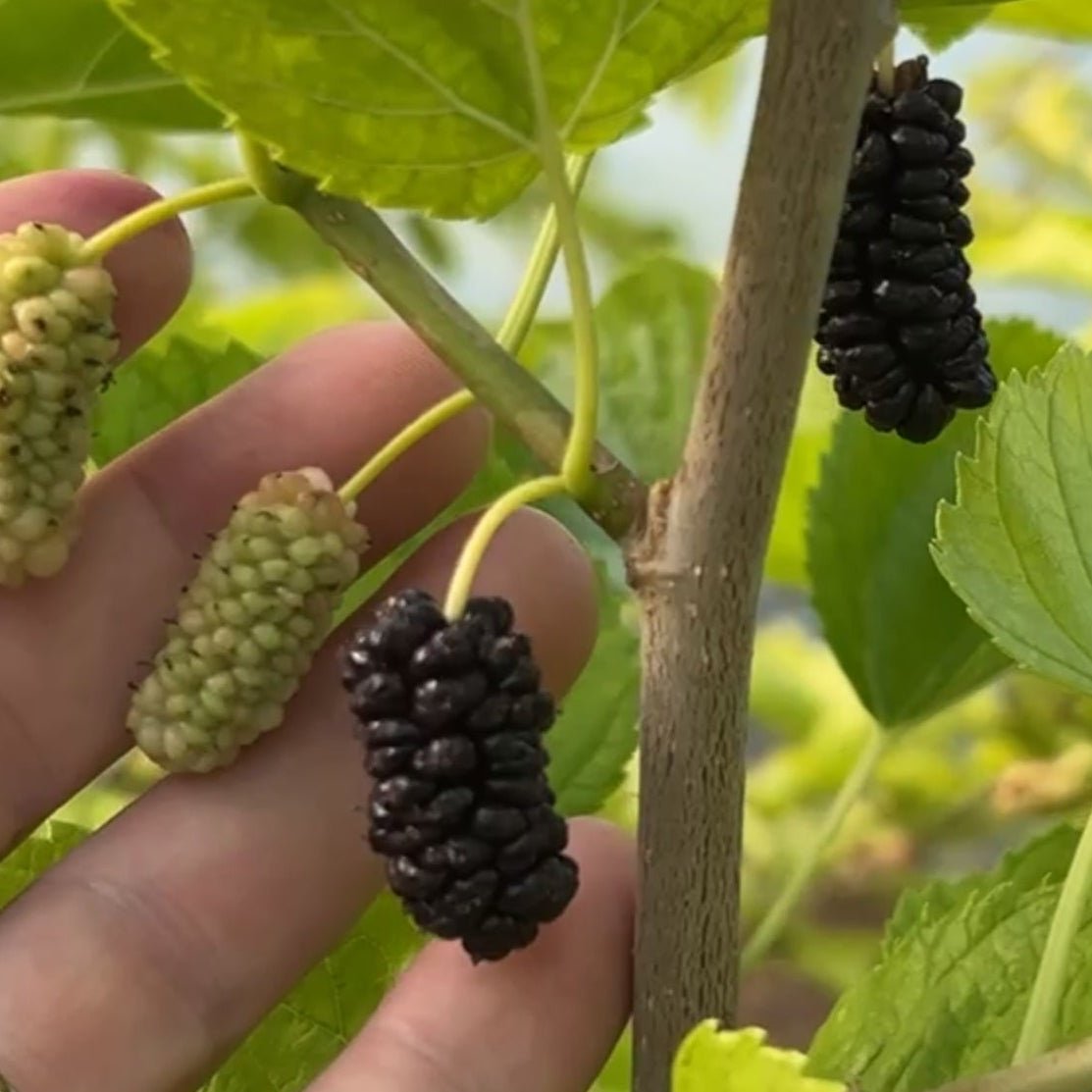 Colder Hardy Mulberry Collection - Kip Parker, Italian, Galicija, Illinois Everbearing - 4pc - Dingdong's Garden