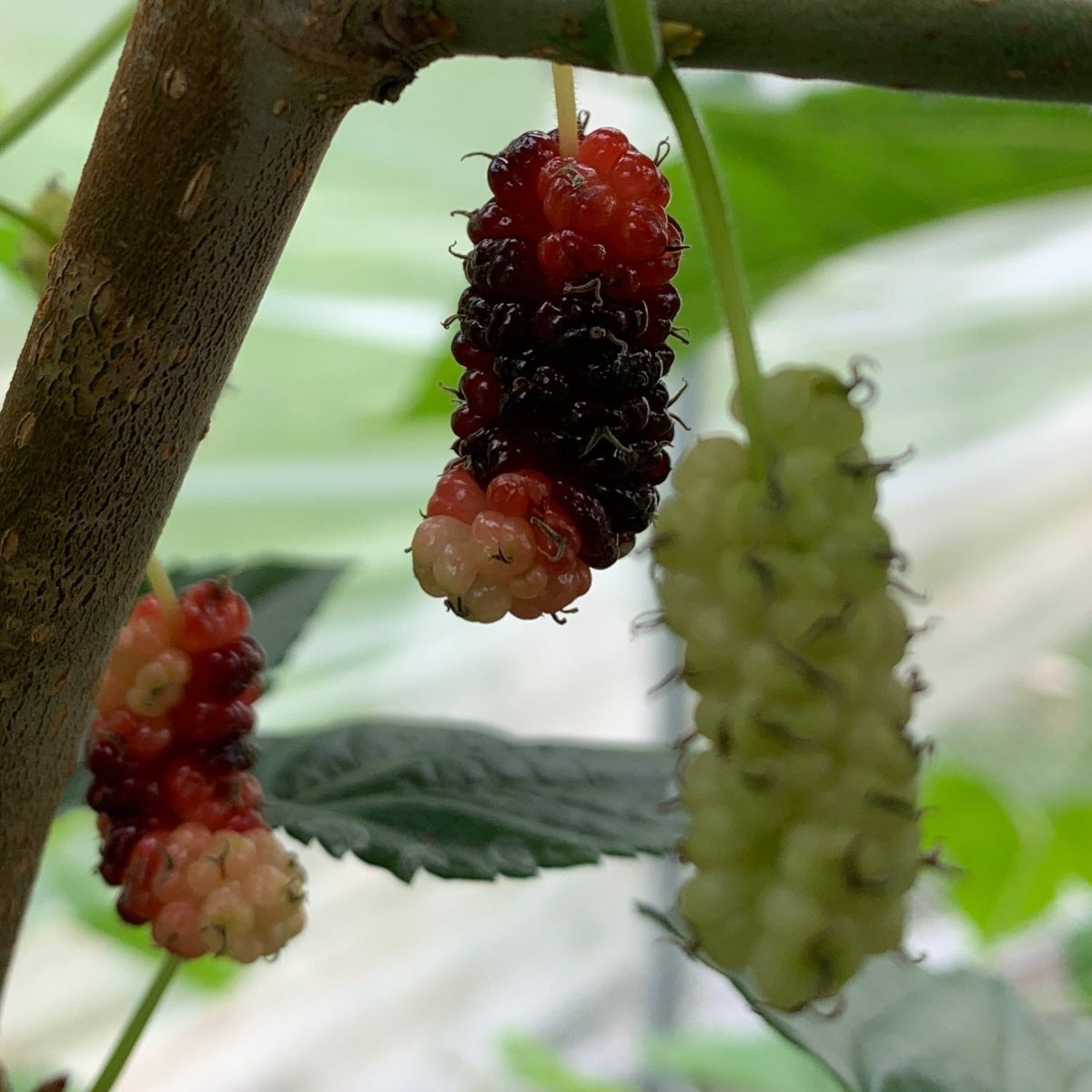 Colder Hardy Mulberry Collection - Kip Parker, Italian, Galicija, Illinois Everbearing - 4pc - Dingdong's Garden