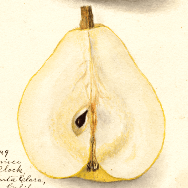 Comice Pear 4x6 Decorative Card - Dingdong's Garden