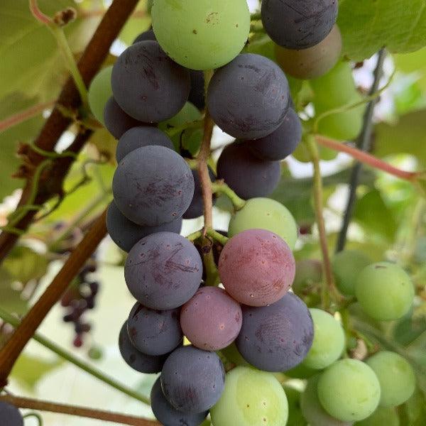 Concord Table Grape Cutting - Dingdong's Garden