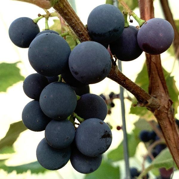 Concord Table Grape Cutting - Dingdong's Garden