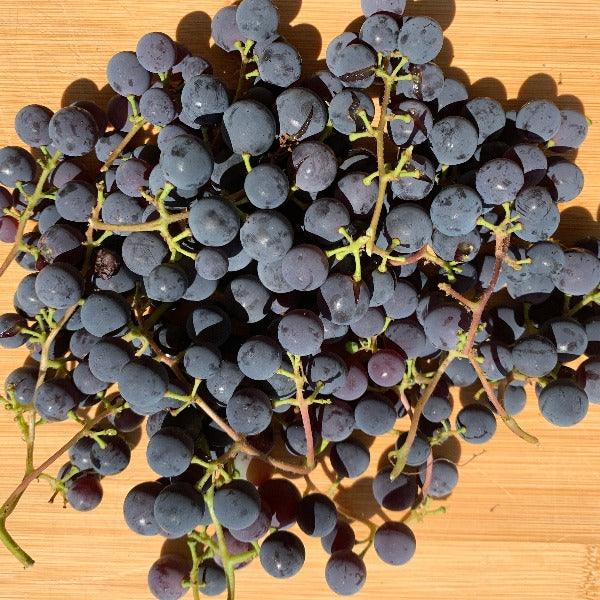 Concord Table Grape Cutting - Dingdong's Garden