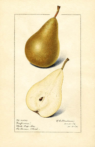 Conference Pear 4x6 Decorative Card - Dingdong's Garden