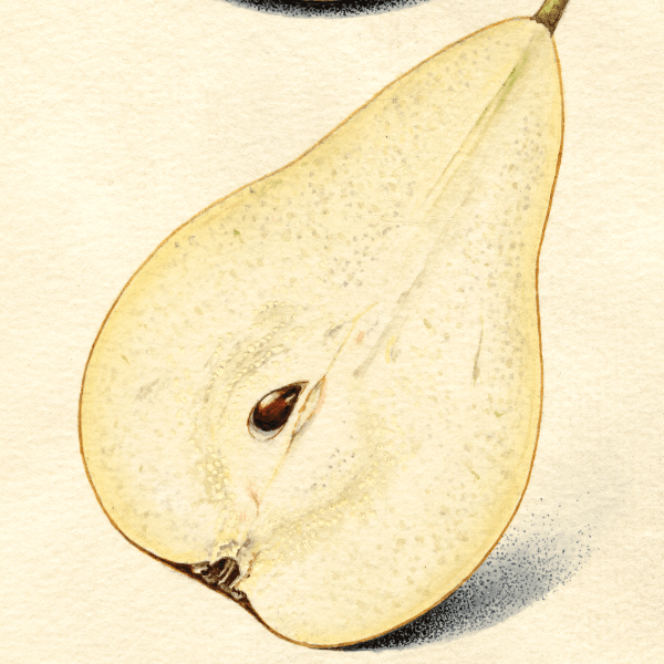 Conference Pear 4x6 Decorative Card - Dingdong's Garden