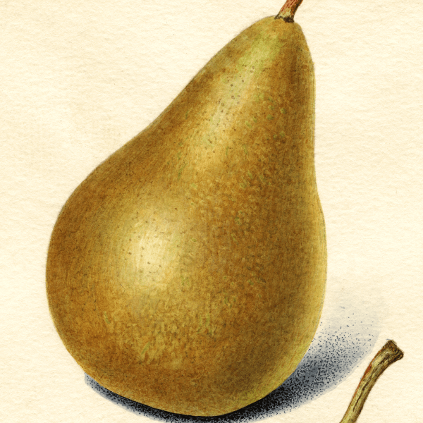 Conference Pear 4x6 Decorative Card - Dingdong's Garden