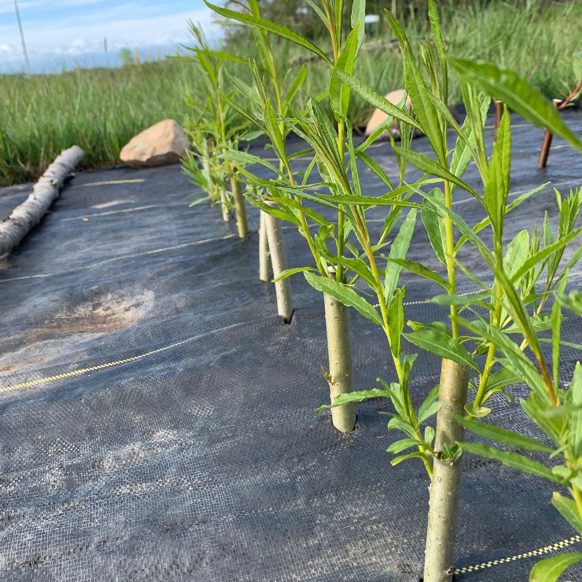 Continental Osier Willow Cutting - Dingdong's Garden