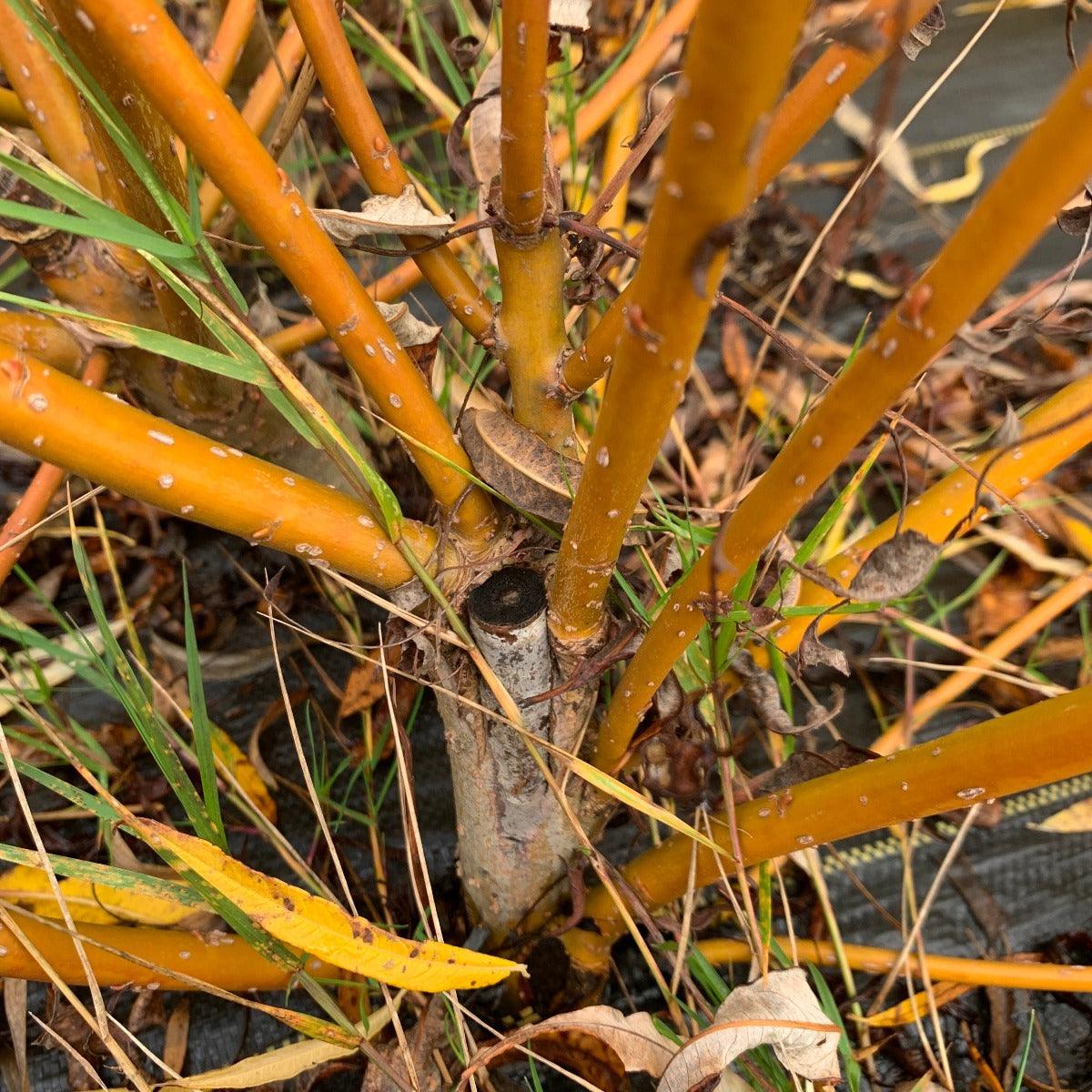 Continental Osier Willow Cutting - Dingdong's Garden