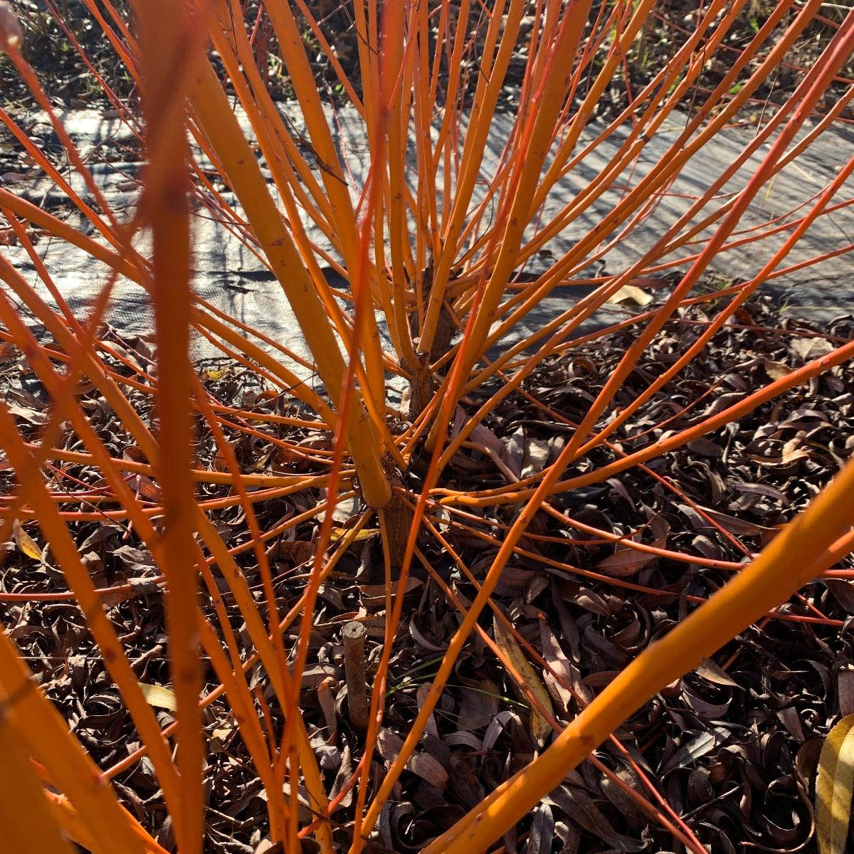 Continental Osier Willow Cutting - Dingdong's Garden