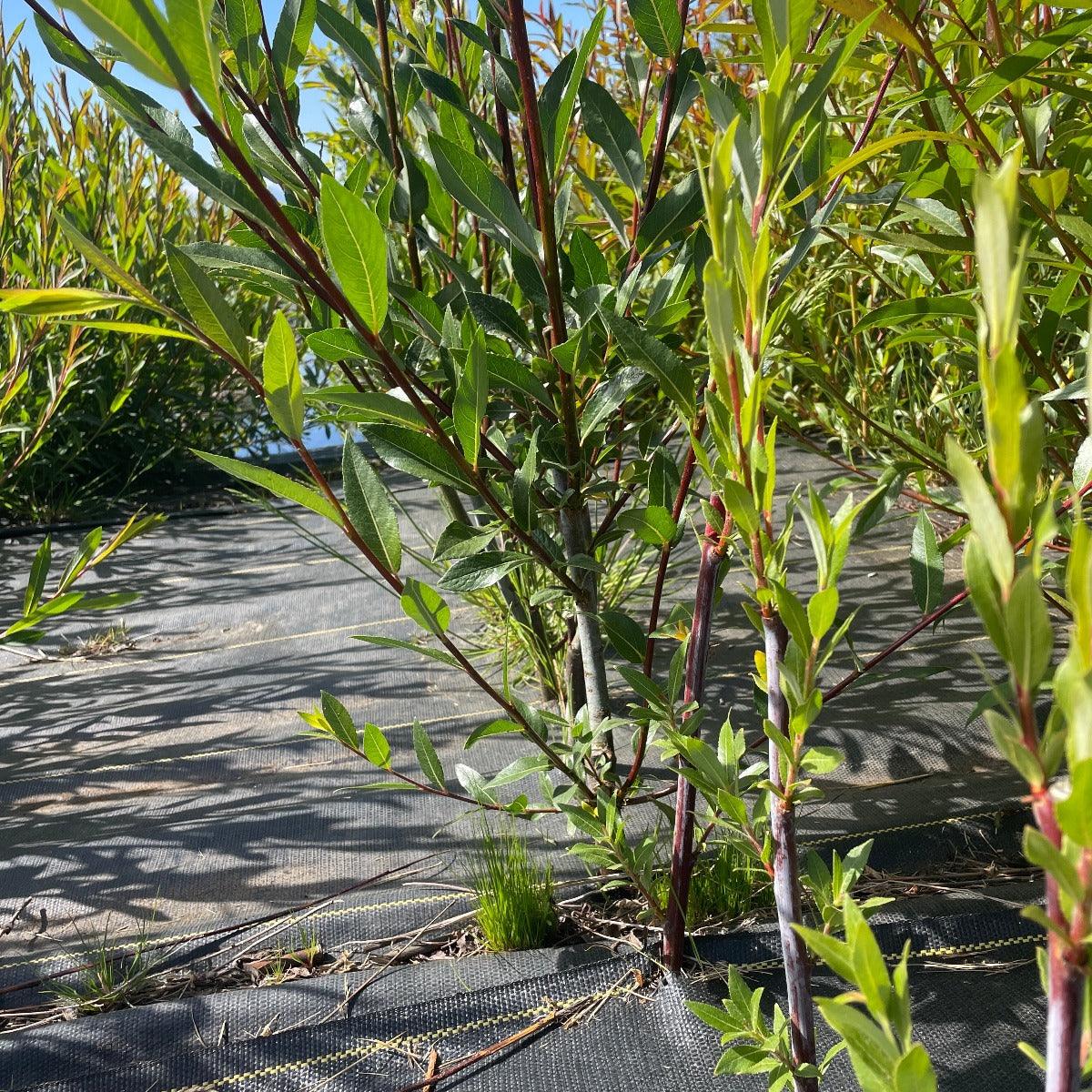 Continental Purple Willow Cutting - Dingdong's Garden