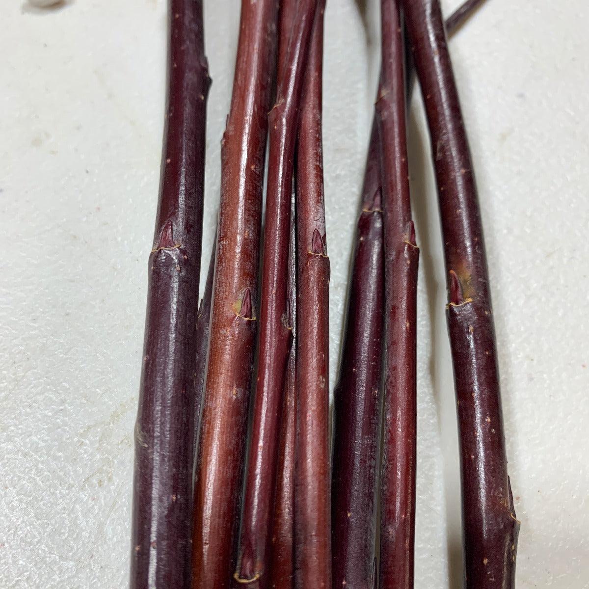 Continental Purple Willow Cutting - Dingdong's Garden