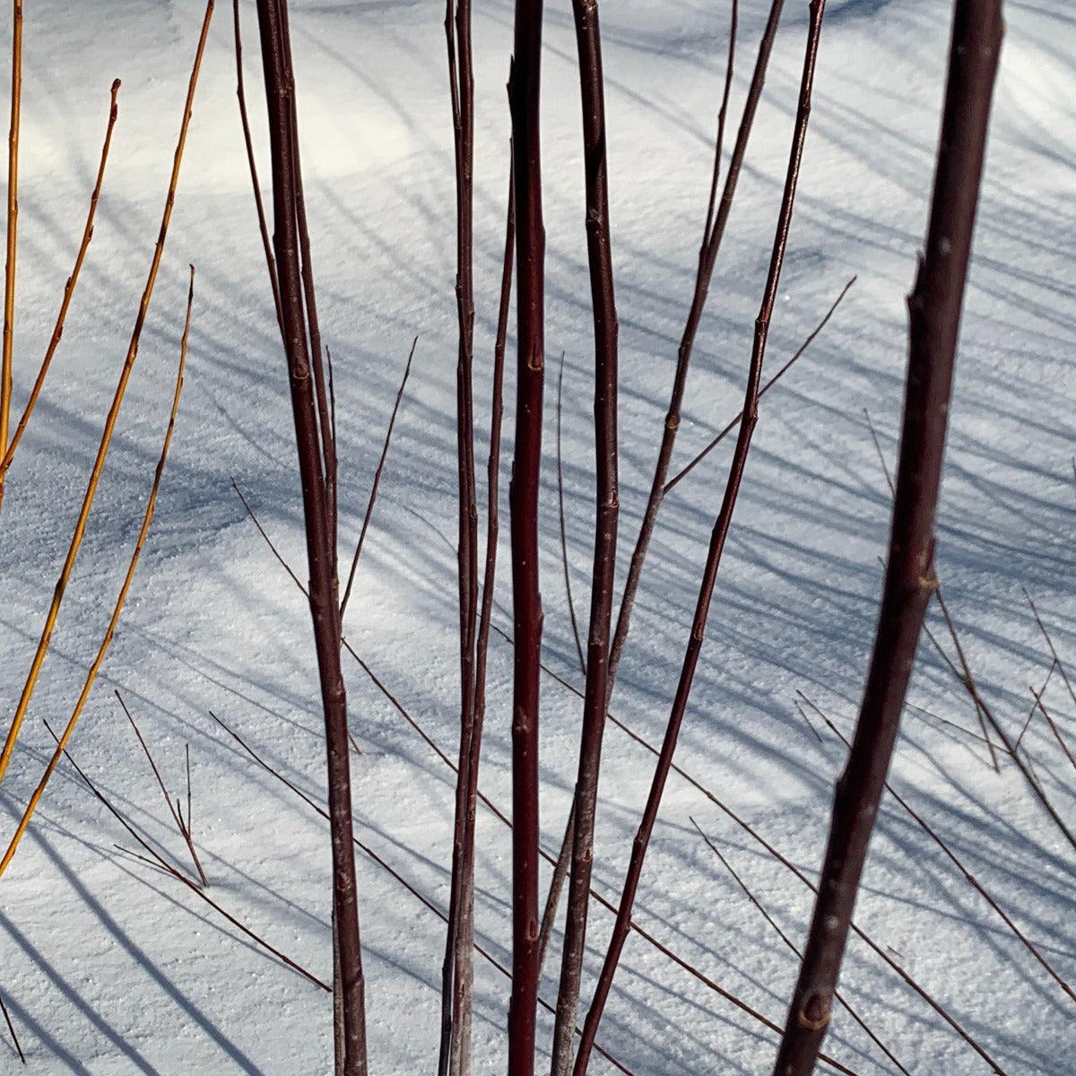 Continental Purple Willow Cutting - Dingdong's Garden