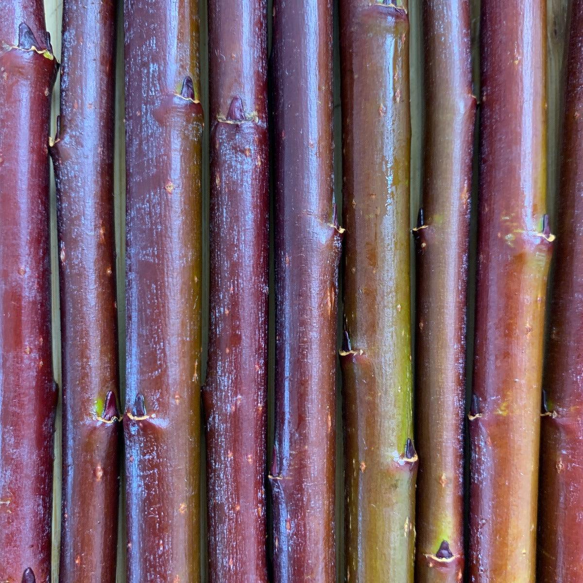 Continental Purple Willow Cutting - Dingdong's Garden