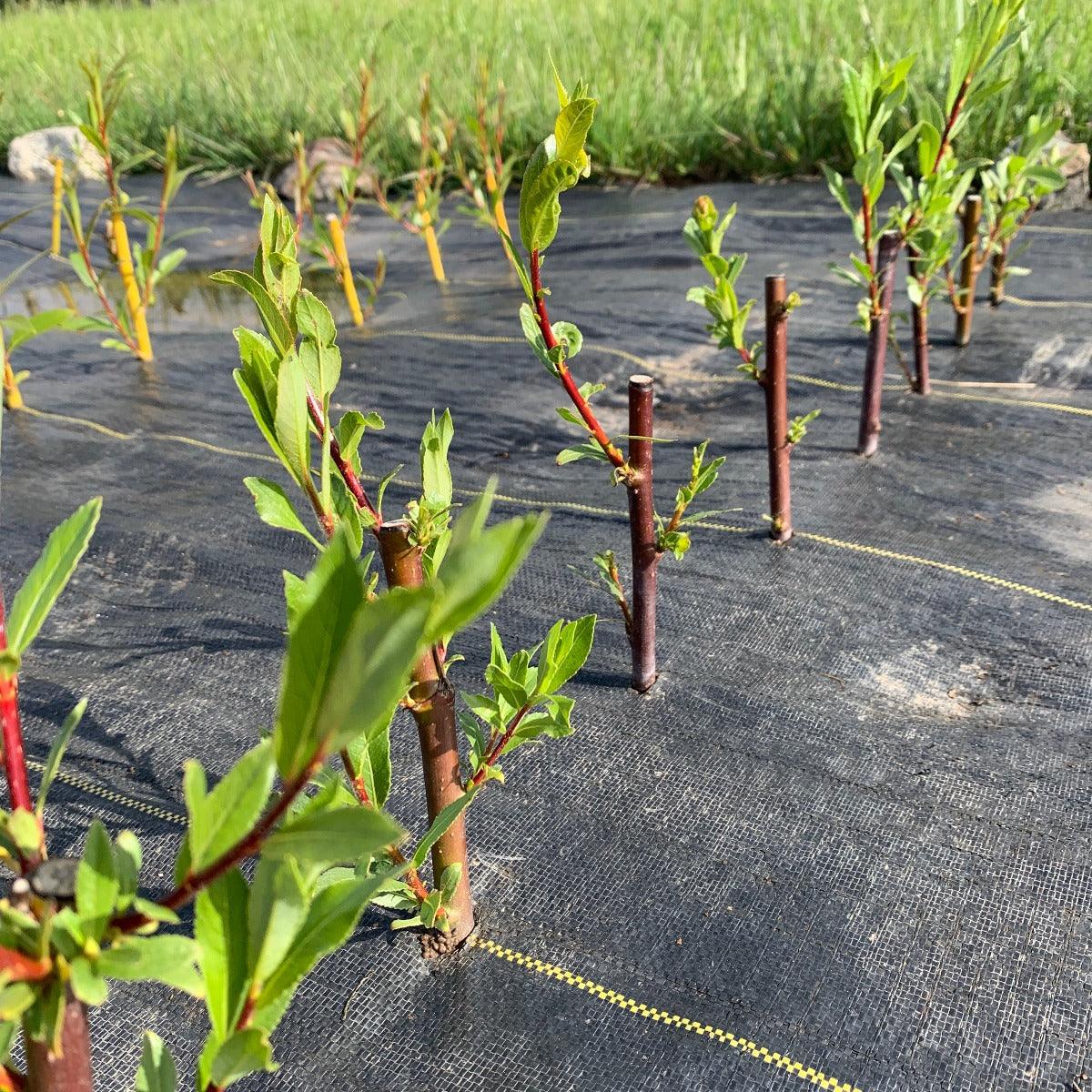 Continental Purple Willow Cutting - Dingdong's Garden