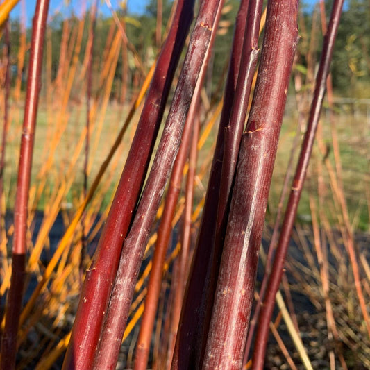 Continental Purple Willow Cutting - Dingdong's Garden