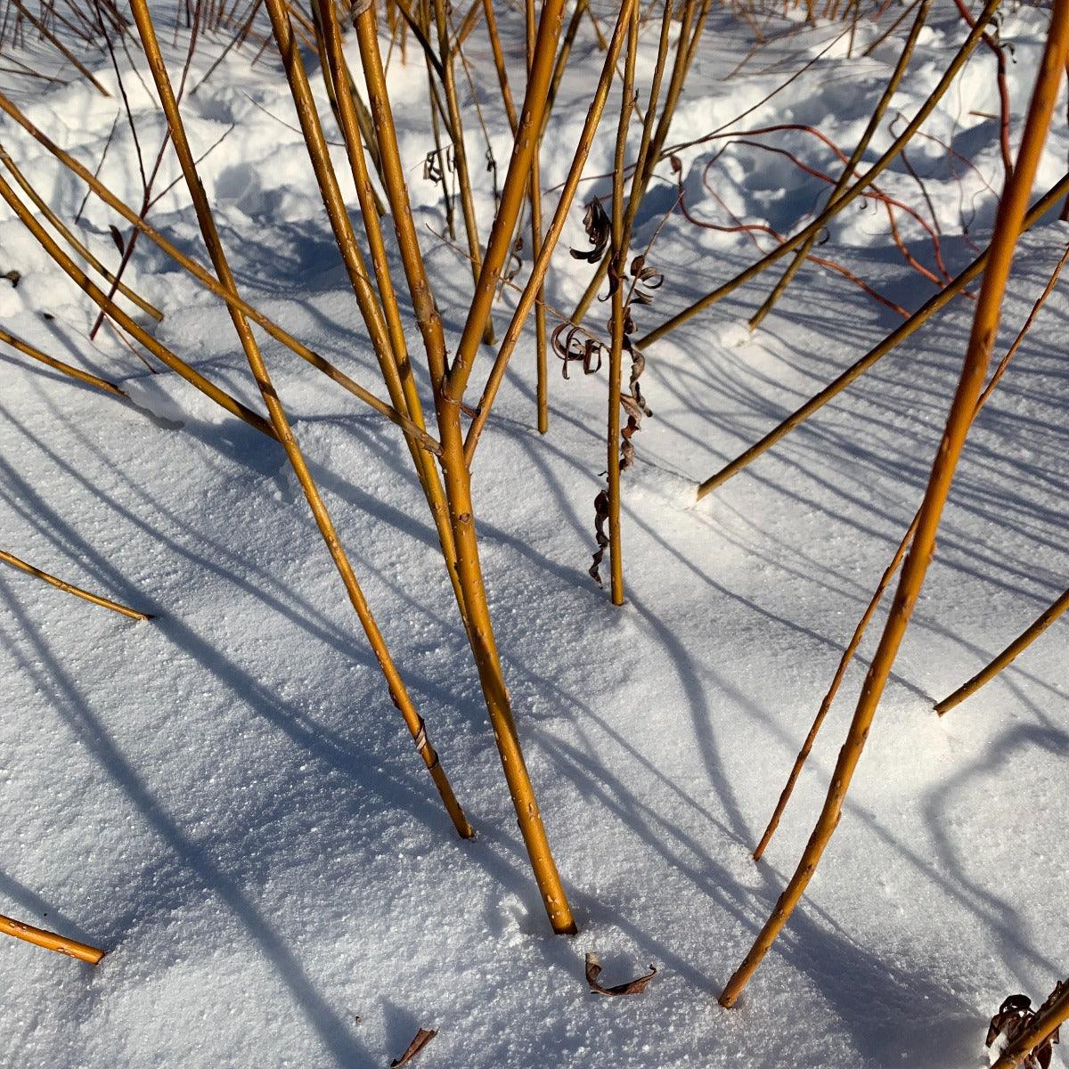 Continental Osier Willow Cutting - Dingdong's Garden