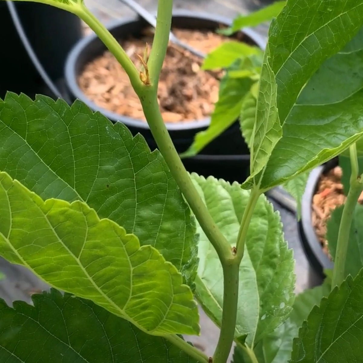 Contorted Mulberry Cutting - Dingdong's Garden