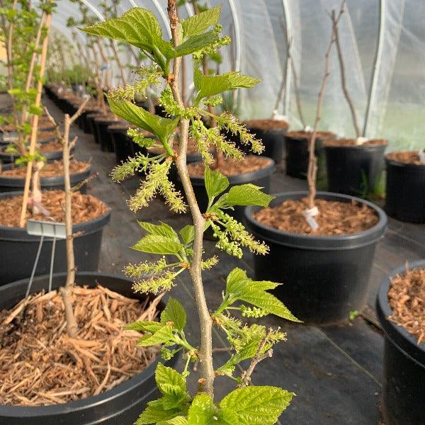 Contorted Mulberry Cutting - Dingdong's Garden