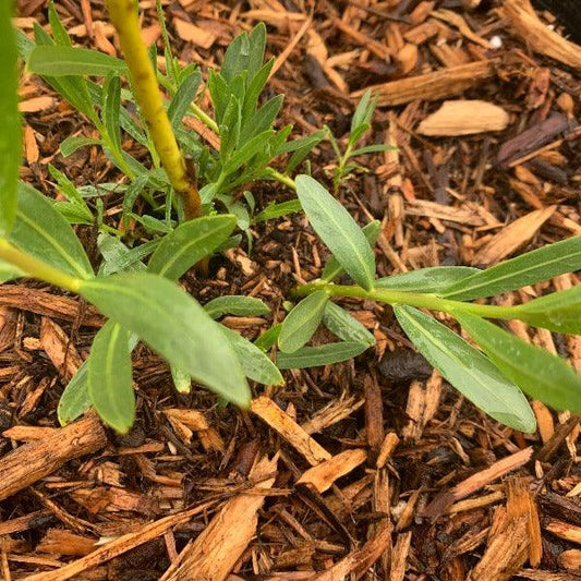 Coyote, Narrowleaf, Sandbar Willow Cutting - Dingdong's Garden