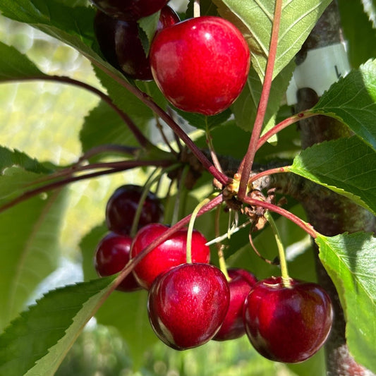 Craigs Crimson Cherry Scionwood - Dingdong's Garden