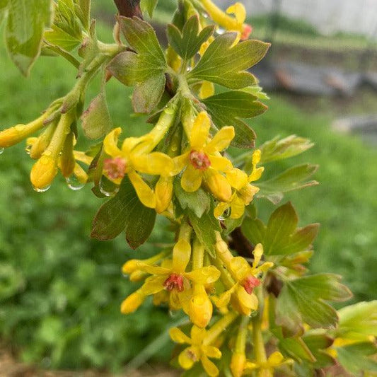 Crandall Black Currant Cutting - Dingdong's Garden