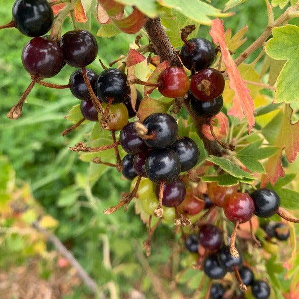 Crandall Black Currant Cutting - Dingdong's Garden