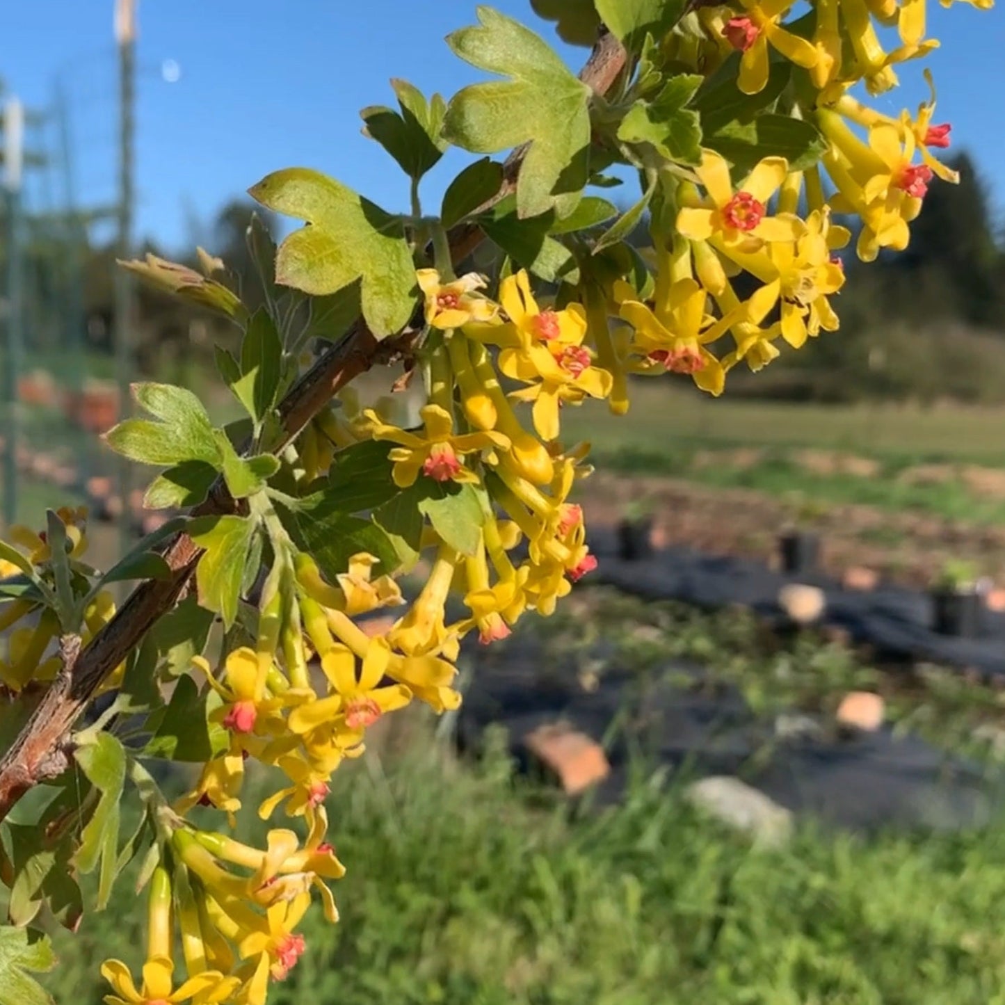 Crandall Black Currant Cutting