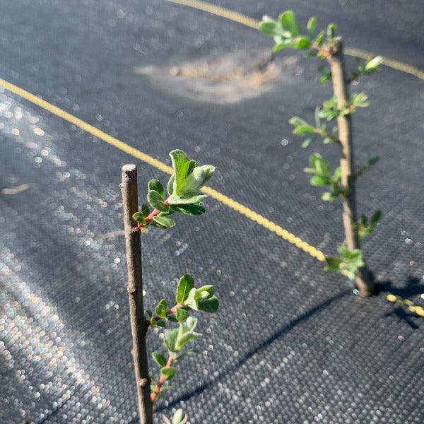 Creeping Silver Willow Cutting - Dingdong's Garden