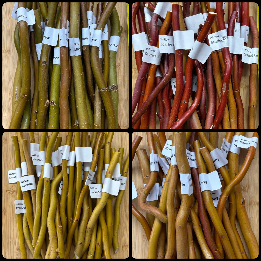 Curly Willow Collection Grower Bundle – 4 Types, 40 Cuttings - Dingdong's Garden