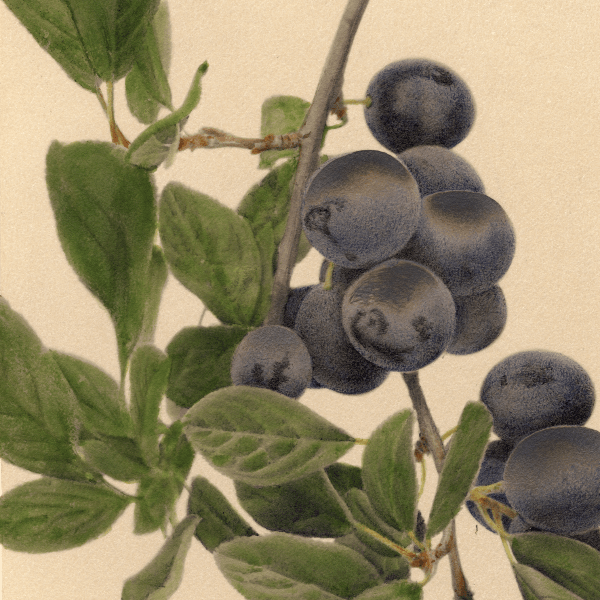 Damson Plum 4x6 Decorative Card - Dingdong's Garden