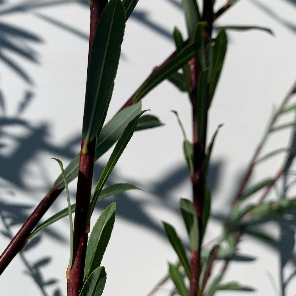 Dark Dicks Willow Cutting - Dingdong's Garden